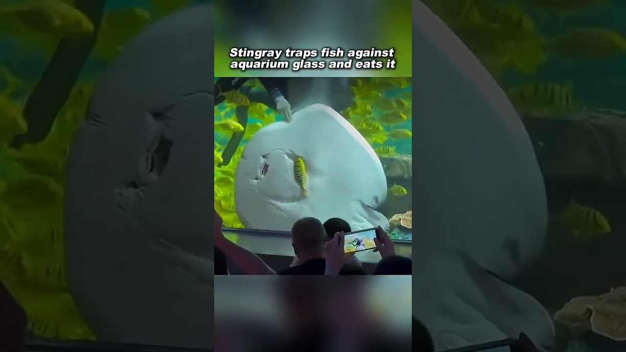 Stingray Traps Fish Against Aquarium Glass - YouTube