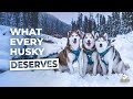 Huskies First Snow Of The Season | Husky Squad