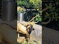 phadi status || पहाडी