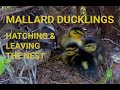 Wild Mallard ducklings hatching and leaving the nest