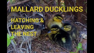 Wild Mallard ducklings hatching and leaving the nest