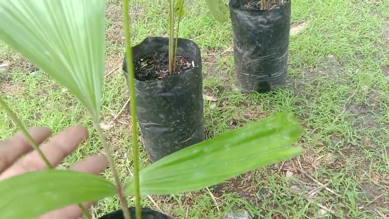 🔴 Jarak Tanam yang Ideal pada tanaman Aren