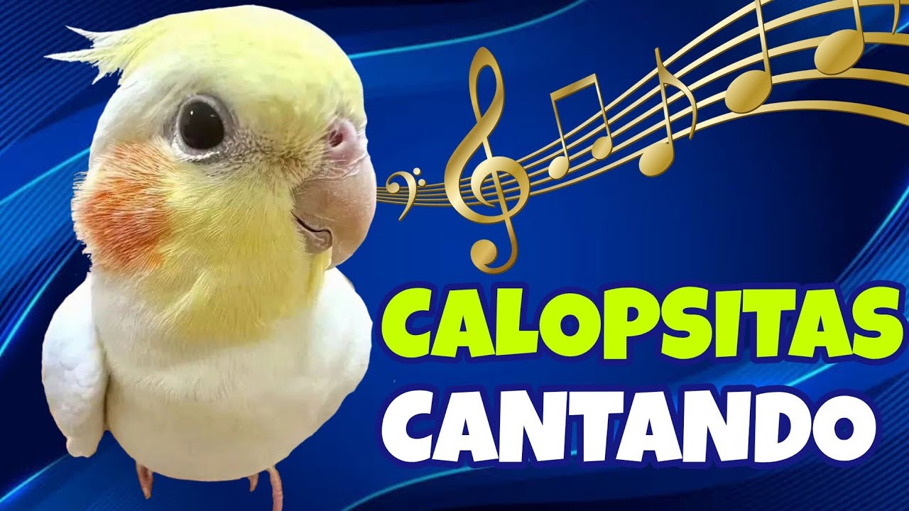 Calopsitas Cantando! 1 Hora de Assobios Animados para Estimular sua Calopsita à Cantar ou Alegrar