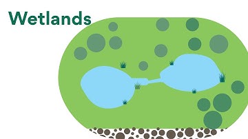 Water Smart streets - What are constructed wetlands?