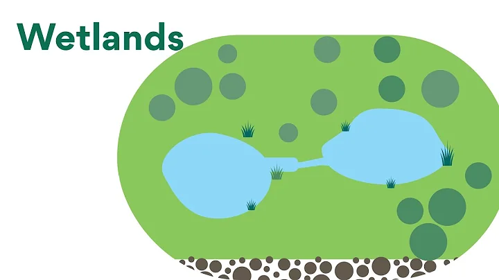 Water Smart streets - What are constructed wetlands?