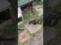 Scary Cat #1 and #2