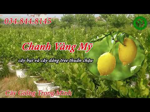 Video: Chanh bụi là gì - Cách trồng cây chanh bụi