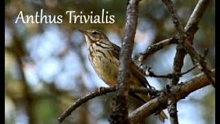 Metsäkirvinen laulaa (Tree Pipit singing) Anthus Trivialis, Baumpieper singen, Лесной конёк пение