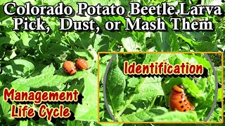 Garden Pests & Diseases: How to Identify, Treat, Manage & Mash Colorado Potato Beetle Larva