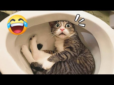 Super Funny Animal Moments 🤣 | Hilarious And CUTE Pet Videos #2