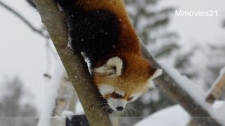 遠くへジャンプ！レッサーパンダ