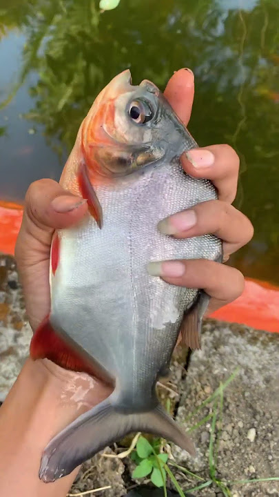 Kluwak umpan ampuh untuk mancing bawal #ikan #fish #fishing