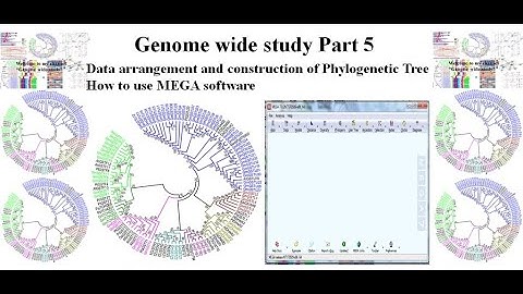Genome wide study Part 5 | Phylogenetic Tree #MEGA