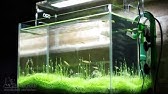 ウォーターローンのトリミング 水の中の芝生 水草メンテナンス Youtube