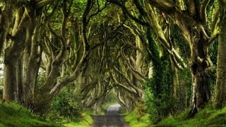 The Dark Hedges – Ireland’s Real Life Fantasy Setting