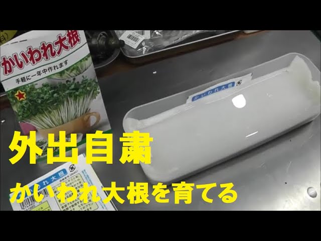 外出自粛して家でもできる事 その1 かいわれ大根を育ててみた Youtube 外出自粛して家でもできる事 その1 かいわれ大根を育ててみた Youtube