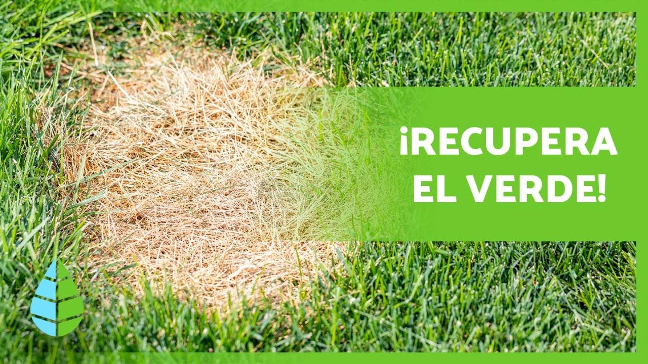 ¿Por qué mi CÉSPED se pone AMARILLO? 🌱🟡 (Causas y Soluciones) YouTube