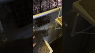 Ekaterina spends a minute on the balcony by CLNA Cats 152 views 4 months ago 1 minute, 17 seconds