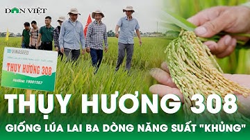 Giống lúa lai ba dòng Thụy Hương 308 của Vinaseed cho năng suất "khủng" tại Nghệ An | Dân Việt