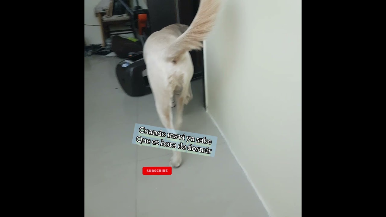 cuando mavi ya sabe que es hora de dormir🐶/ Mavi's bedtime 😴🐾 