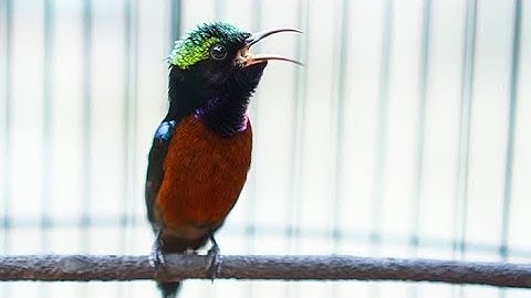Dalam 1 mnt burung anda pasti ikut gacor // masteran terampuh 2025 sogon gacor dor ngeleper