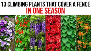13 Climbing Plants That Cover a Fence in One Season (Faster Than Ivy)