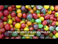 Tomato - In 60 Seconds! 🍅 How Many Tomatoes Can You Get From One Plant?