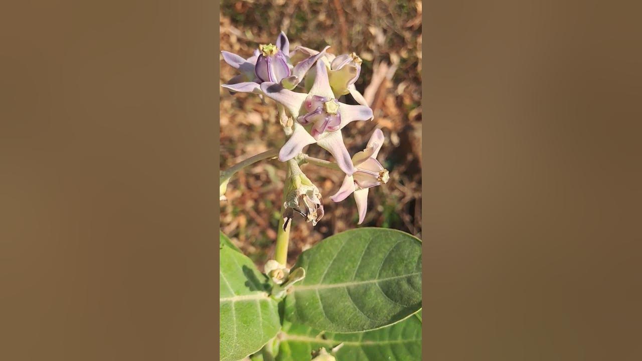 Crown flower.. poisonous in nature, latex causes Vision loss 