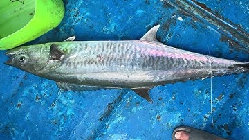 Cá bự còn móc ngang nặng quá - Tour câu biển Côn Đảo.