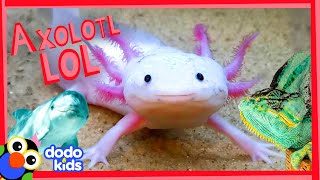 These Axolotls Want To Make You Lol Laugh To School Dodo Kids