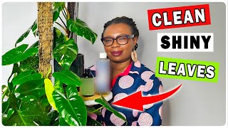 How To Clean Indoor Plant Leaves For A Shiny And PestFree Look