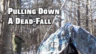 Removing a Dead-Fall Threatening my Shelter