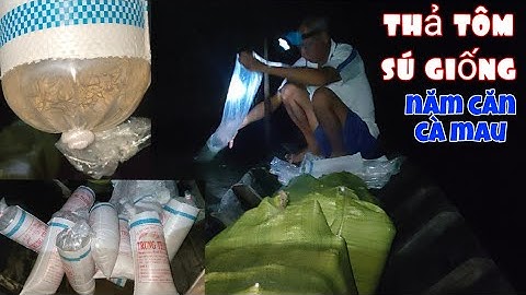 thả tôm sú giống Năm Căn Cà Mau / vuông tôm rừng ngập mặn Năm Căn Cà Mau