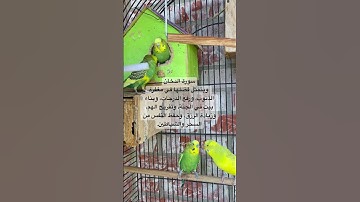 #سورة_الدخان #قرآن #المصحف #عبدالباسط_عبدالصمد #مصر #العراق #طيور #quran #birds #lovebirds #budgies