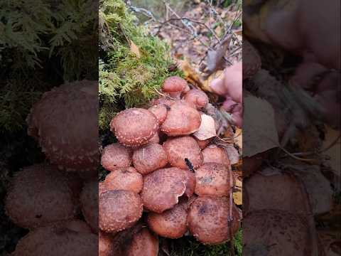 ШОК. ГРИБЫ МУТАНТЫ,   пошли опята, СБОР ГРИБОВ осенью #shorts