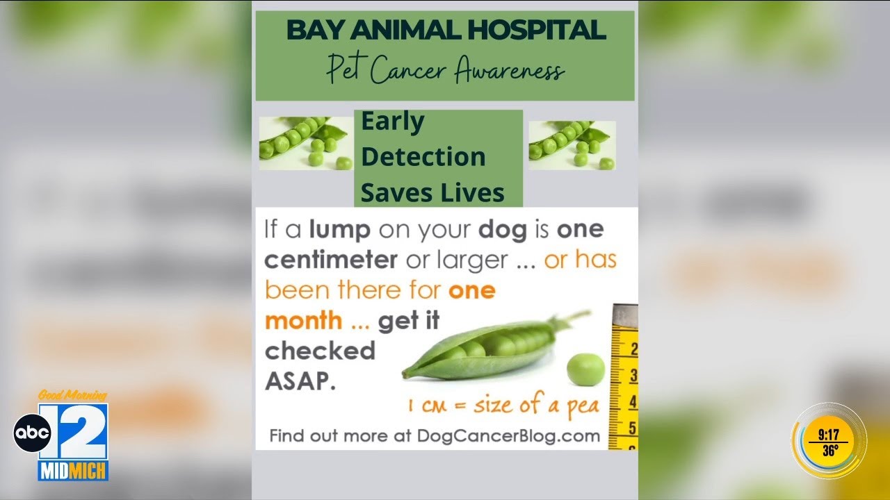 Animal Answers: What you need to know about pet cancer