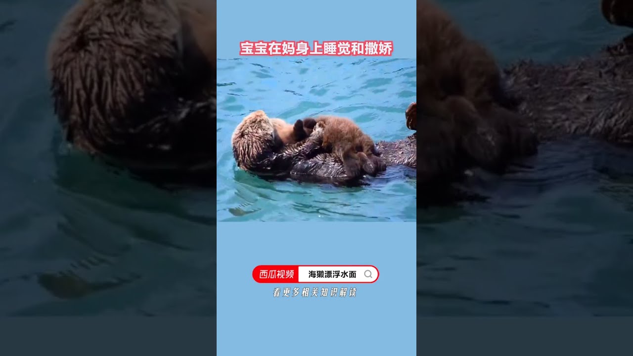 可爱海獭不为人知另一面：臭名远扬的暴力狂，因皮毛珍贵招来横祸【科普任意门】