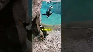 This Penguin Got Stuck Outside Its Tank #penguin #shorts