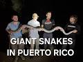 We Found a Giant Python In Puerto Rico!