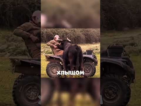 ФЕРМЕР спасает теленка от ДИКОГО БЫКА😨🔥🐂