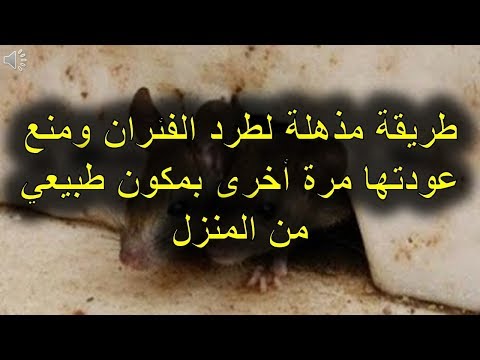 فيديو: كيفية التخلص من الفئران في منزل خاص ، حظيرة دجاج ، شقة وأماكن أخرى - باستخدام طرق مختلفة لإزالة القوارض