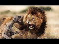 Territorio de leones rivales de sangre  documentales nat geo wild espaol 2020