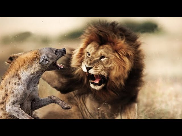 Territorio de leones: Rivales de sangre || Documentales nat geo wild Español 2020 HD