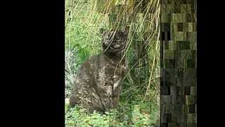 Download lagu Dunja Knebl PICEK MOJ pet cat CAPICA Dunja Knebl PICEK MOJ pet cat CAPICA
