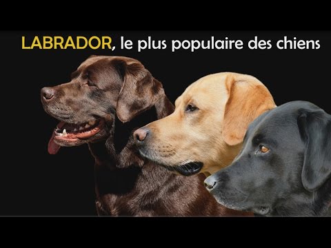 Labrador Le Plus Populaire Des Chiens