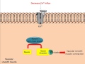 Mechanism of action for calcium channel antagonists