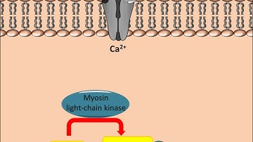 Mechanism of action for Calcium Channel Antagonists
