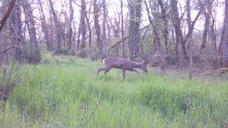 Piège photo : La faune s&#39;éveille avec le retour du Printemps (chevreuils, lièvre, blaireau,...)