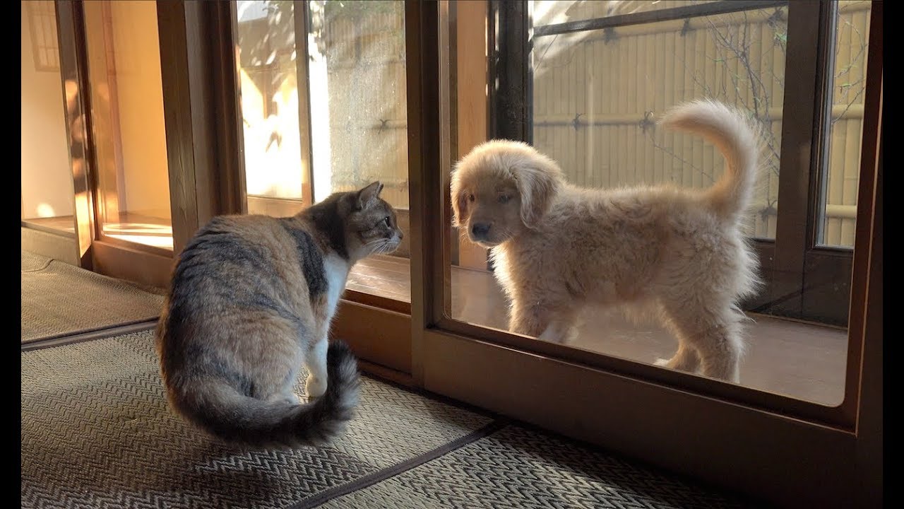 子犬 膀胱炎 Momo thinks about puppy