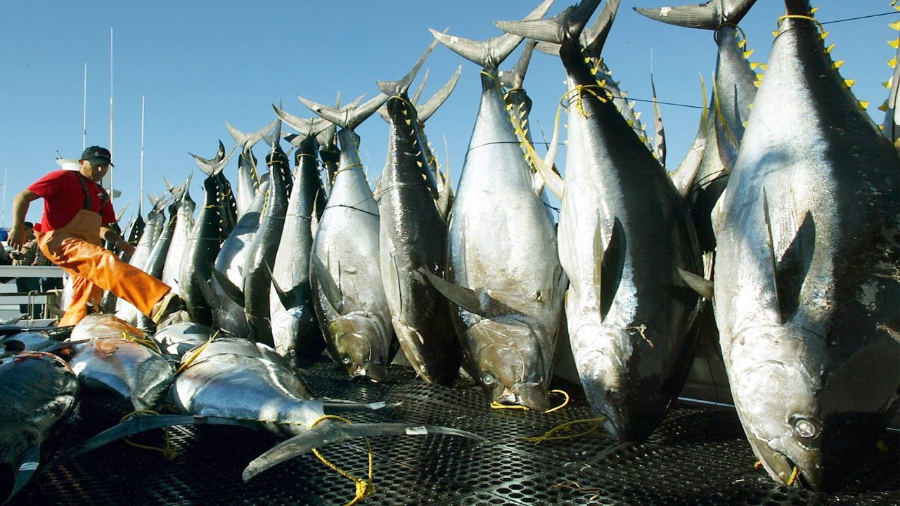 Amazing Automatic Longline Fishing Net Catch Giant Tuna - Amazing big  catching on the sea 